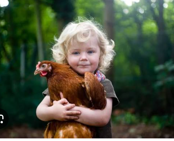Toddler and His Pet Chicken Melt Hearts Online as Adults Admit Their Feathered Fears