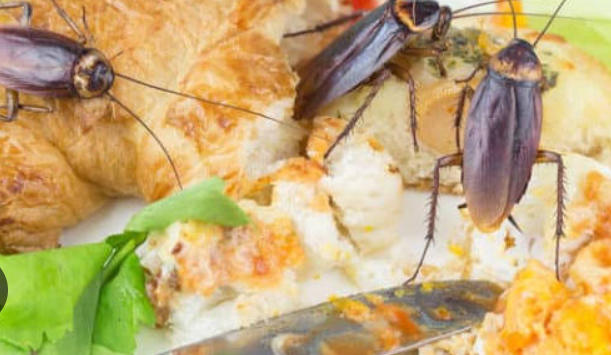 A Meal Gone Wrong: Lagos Businesswoman’s Shocking Ordeal Sparks Fresh Food Safety Fears