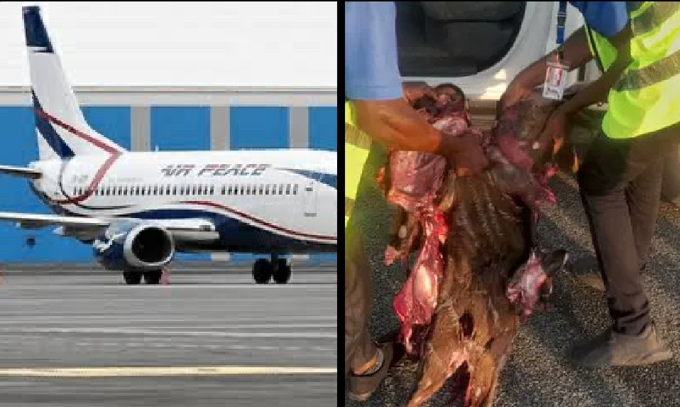 busterblog - Air Peace Aircraft Grounded After Antelope Collision on Abuja Runway: A Wake-Up Call for Wildlife Safety