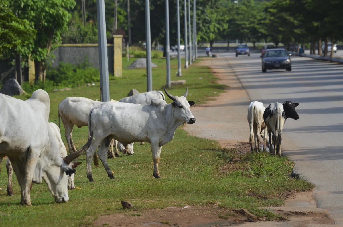 busterblog - Federal Government Shuts Down Open Grazing Nationwide as Nigeria Enters a New Era of Land-Use Reform