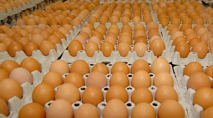BREAKING: Poultry Farmers Association of Nigeria Sounds Alarm on Falling Egg Sales