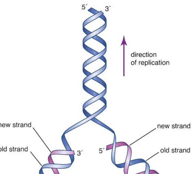 “I Can See It”: Viral Tweet Ignites Debate as Man Declares Paternity Without DNA Test