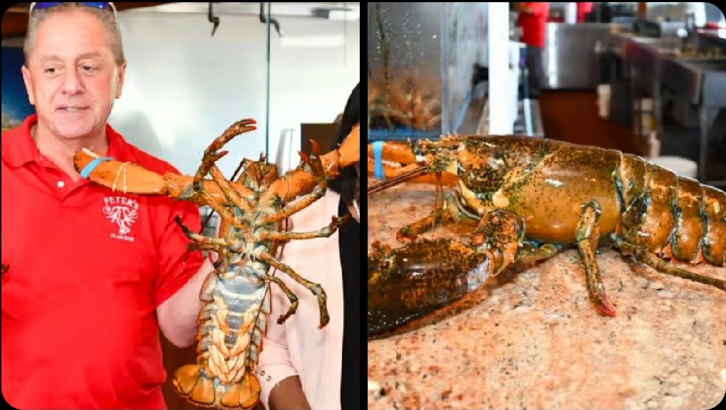 Top 2025 Lobster News: 110-Year-Old Lorenzo Freed in Stunning Conservation Move